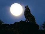 ������� White_Coyote