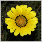 ������� pussia_nat