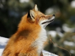 Профиль Ginger-fox