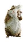 ������� webuni
