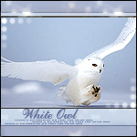 ������������� ������