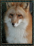 ������� Fox_the_Undead