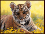 ������� sherhan112
