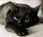 ������� Taisa-kisa