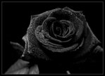 ������� Blak_Rose
