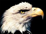  -Eagle-