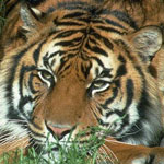 ������� Hell_Tiger