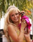 ������� VIP_Diva