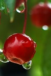 ������� Vestochka