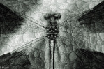  Dragonfly_For_You