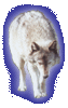  Wolfy15
