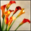 ������� earadriewiel