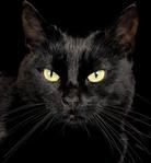 ������� Blackcat001