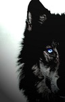 wolf_with_blue_eyes
