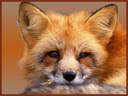 Профиль Foxess