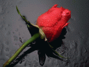 ������� Saty2