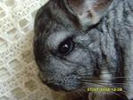 ������� Chinchillas
