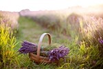 ������� Lavander_Dreams