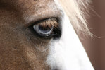  lav_horses