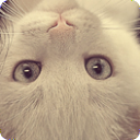 ������� cat-on-trip