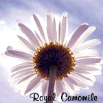  Royal_Camomile