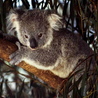 ������� Koala_63