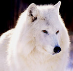  The_White_Wolf