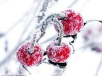  Frozen_Cherry