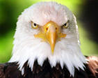  Bald_Eagle