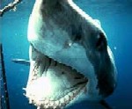 ������� B_W_SHARK