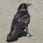 ������� Corvus_Corax