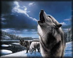 ������� Night_KNIGHT