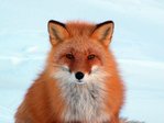 ������� Fox_Soul_Sorrow