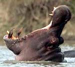 Профиль Hippopotamus