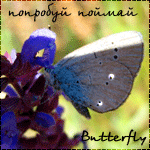  -Butterfly-