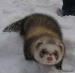 ������� �������_������