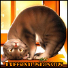 ������� yellow_pumpkin