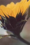 ������� SunFlower13