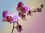  orchideya