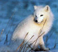  polar_fox