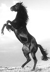 ������� BLACKman555