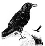 ������� Corax_the_Gray