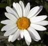  ox-eye-daisy