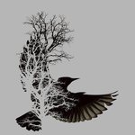 ������� A_rare_bird