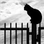 ������� Cat_on_the_clouds