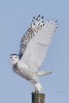 Профиль Owl_Polar