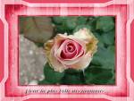 ������� bouton_de_rose