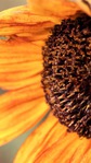 ������� Sunflower92
