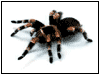 ������� SPIDER91