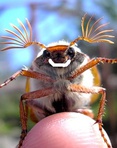 ������� El_Bugago